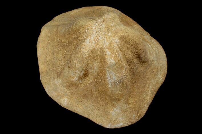 Bargain, Miocene Fossil Echinoid (Clypeaster) - Taza, Morocco #174360